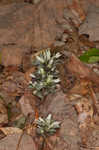 Virginia pennywort